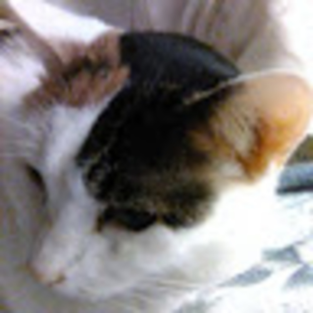 Meet your Posher, Beverly